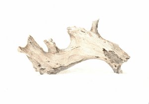 Driftwood by Lincoln Seligman